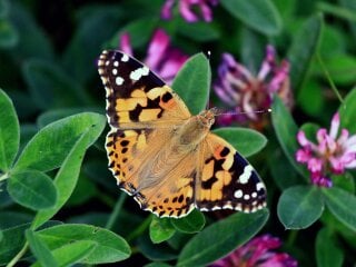 Sustainability_Butterfly.jpg